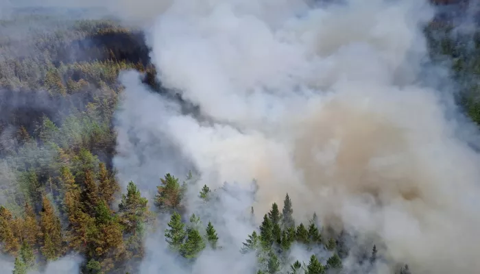 Горит красным: алтайским лесам предрекают сложный пожароопасный сезон