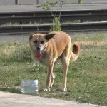 Неравнодушные жители Барнаула просят помочь собаке-инвалиду
