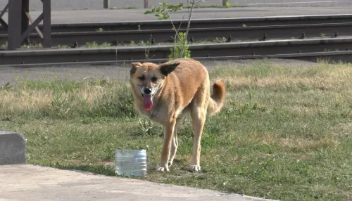 Неравнодушные жители Барнаула просят помочь собаке-инвалиду