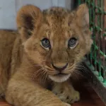 Уровень милоты зашкаливает: как львенок Алтай осваивается в самарском зоопарке