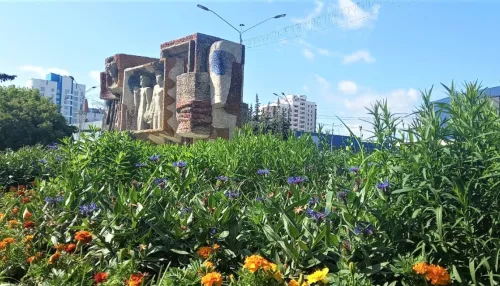 Барнаул украсили более 450 тысяч разных цветов. Фото