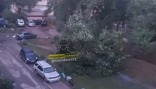 В Барнауле дерево обрушилось на детскую площадку