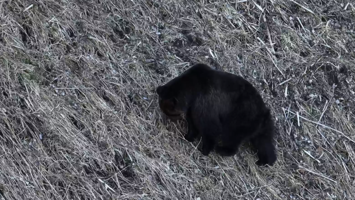 Медведи в Алтайском заповеднике