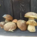 Алтайские грибники поделились секретными местами по сбору белых грибов и лисичек