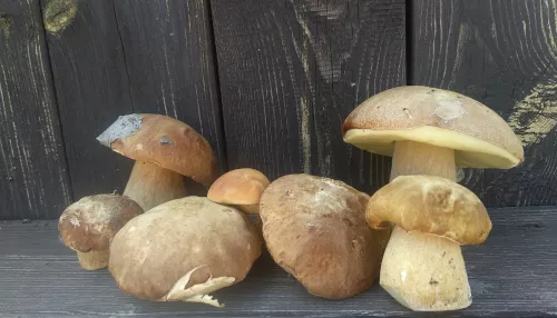 Алтайские грибники поделились секретными местами по сбору белых грибов и лисичек