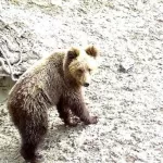 На Алтае медведь уничтожил фотоловушку, а белки повредили датчики