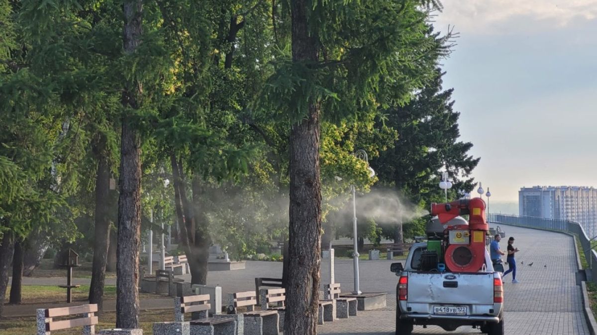 В мэрии Бийска объяснили, почему не травят комаров в городе | 21.06.2024 |  Барнаул - БезФормата