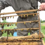 Экспертиза меда в 2023 году может ударить по карману алтайским пчеловодам