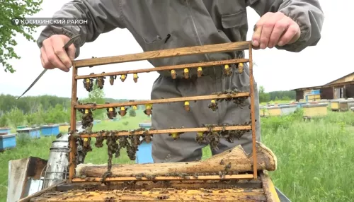 Экспертиза меда в 2023 году может ударить по карману алтайским пчеловодам