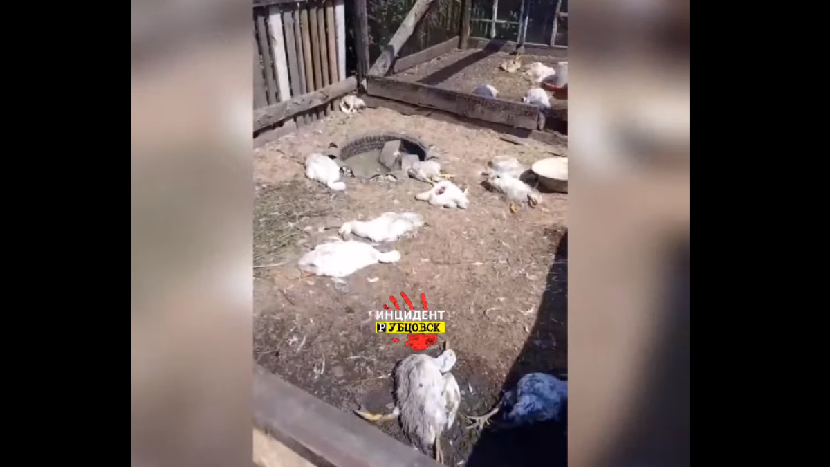 Собака задавила птиц в Рубцовске