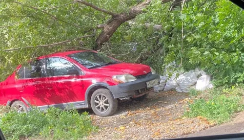 В Барнауле дерево рухнуло на машину на улице Островского