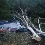 В Новосибирской области дерево рухнуло на палатку – погибла женщина