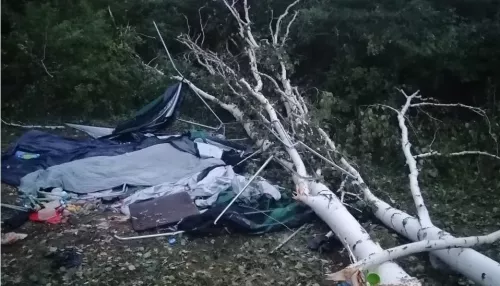 В Новосибирской области дерево рухнуло на палатку – погибла женщина