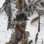 В одном из районов Алтайского края гусеницы уничтожили листву в березовой роще