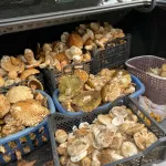 Алтайские грибники хвастаются урожаем лисичек и белых грибов