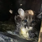 В Барнаульском зоопарке показали, как растут котята пумы