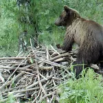 На Алтае засняли, как медведь – вандал разорил домик бобров
