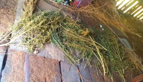 Житель алтайского района прятал у себя в дровнике два мешка с марихуаной