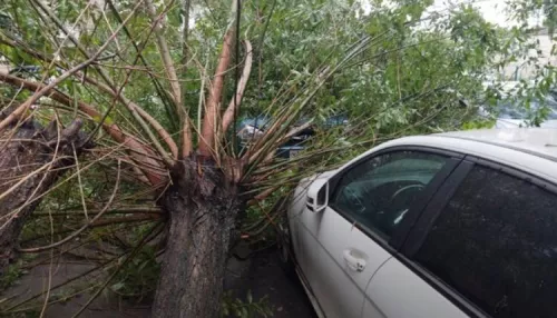 В Барнауле дерево рухнуло на припаркованные во дворе машины
