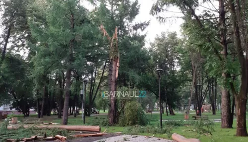 В барнаульском поселке молния ударила в дерево и разломила его на куски