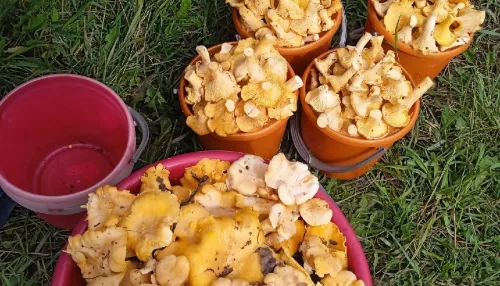 Жители Алтайского края поделились уловом июльских грибов