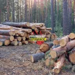 В Минприроды края ответили на сообщения о рубке леса в Егорьевском районе