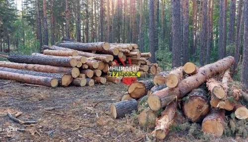 В Минприроды края ответили на сообщения о рубке леса в Егорьевском районе