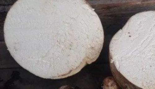 Житель Новосибирска нашел необычный гриб головач в форме большого шара
