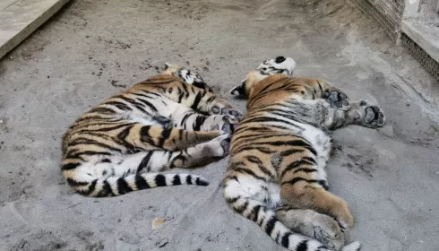 В барнаульском зоопарке показали умилительные кадры спящих тигрят
