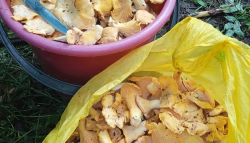 Алтайские грибники похвастались урожаем лисичек и других грибов после дождей