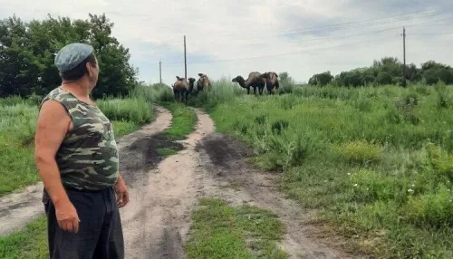 Жители алтайского района заметили караван верблюдов