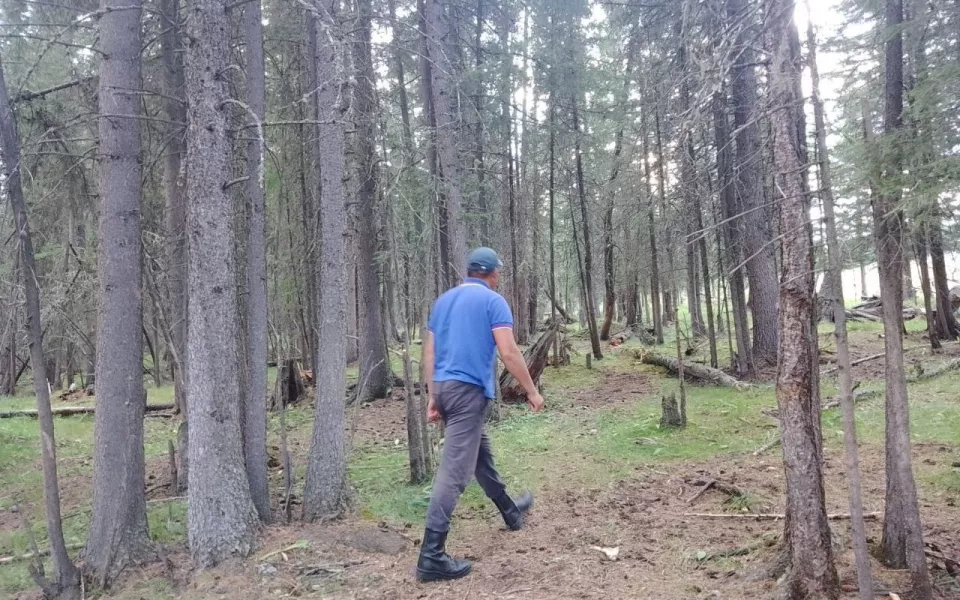 В Алтайском крае пенсионер ушел в лес и заблудился