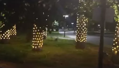 В барнаульском парке Изумрудный деревья украсили яркой подсветкой