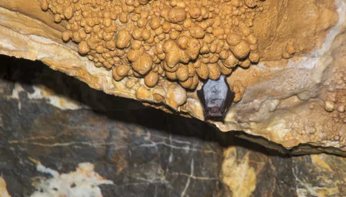 Край тысячи пещер. Эксперты показали, какие тайны скрывают подземелья Алтая