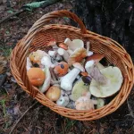 Алтайские грибники хвалятся урожаем груздей и находкой дьявольского ежовика