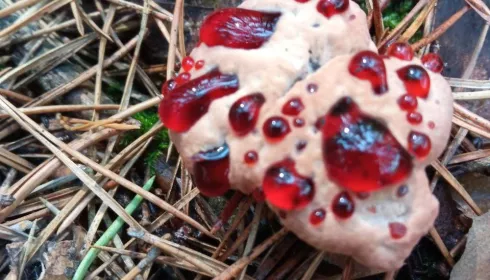 Жителей Алтайского края взволновали кровоточащие грибы в лесах