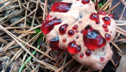 Жителей Алтайского края взволновали кровоточащие грибы в лесах