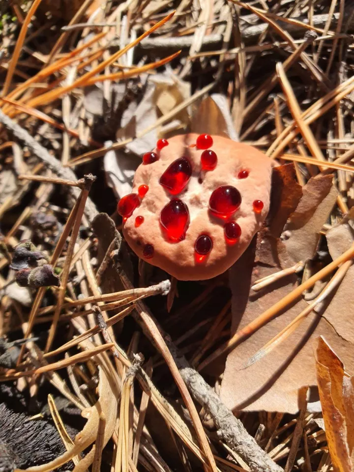 Гриб кровавый зуб. Необычные грибы Алтайского края. Гриб Мем.