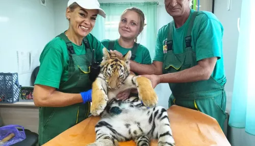 В Барнауле тигренку из зоопарка провели операцию по удалению грыжи