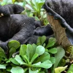 Алтайские грибники показали свой экзотический урожай