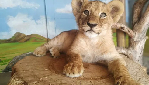 В Самарском зоопарке посетителей познакомят с львенком Алтаем из Барнаула