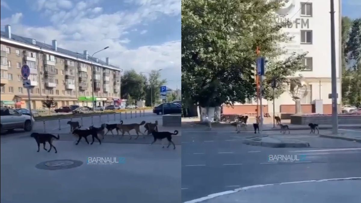 Стая собак в центре Барнаула