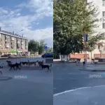 Барнаульцев в центре города напугала большая стая бродячих собак