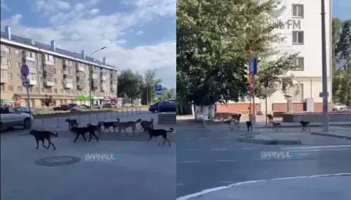 Барнаульцев в центре города напугала большая стая бродячих собак