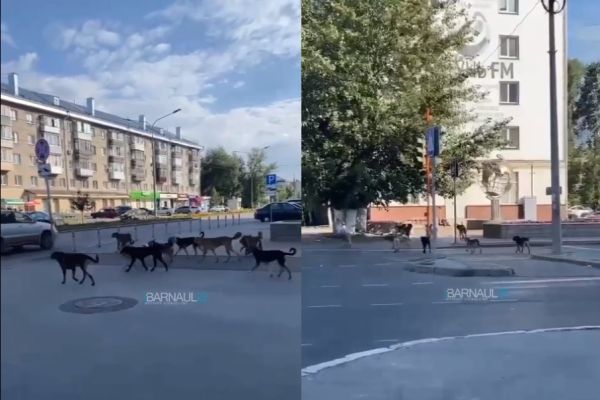 Барнаульцев в центре города напугала большая стая бродячих собак