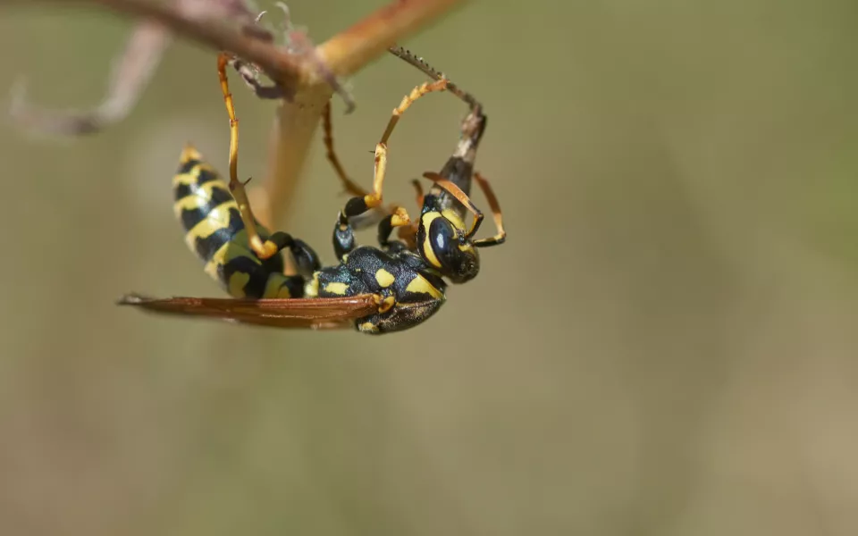 Рой ос убил двухлетнего мальчика, оставив на его теле более 60 укусов