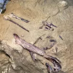 Ученые из Кузбасса нашли уникальные окаменелости динозавра