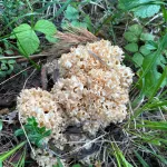 Алтайские грибники встречают в лесах черные лисички и спарассис