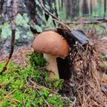В лесу аншлаг. Жители Алтайского края после дождей ринулись за грибами