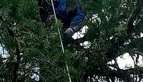На Алтае мужчина умер во время сбора шишек и повис на дереве